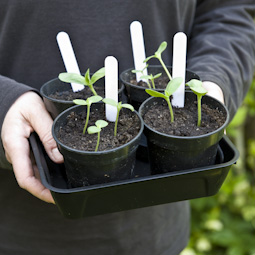 Tender young seedlings should start to go outside during the day in order to harden them off before planting out.