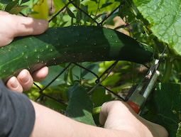 Pick cucumbers before they grow too long or the seeds will be unpleasantly large.