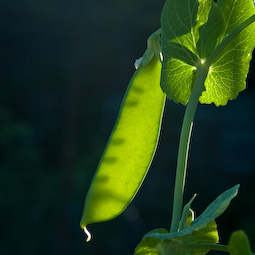 Mangetouts should be harvested every two or three days. Catch the pods before they grow overlarge.