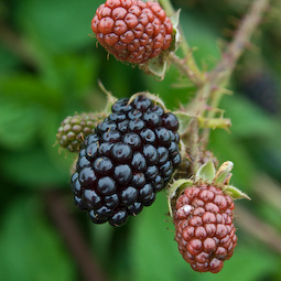 ‘Sylvan’ is an early-fruiting hybrid blackberry that ripens this month