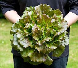 Here’s a freshly harvested lettuce that was grown under netting – the only sure way to safeguard it from attack by pigeons.