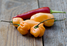 These innocent-looking, peach-coloured ‘Habaneros’ are blisteringly hot, at whatever stage you pick them.