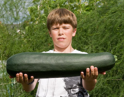 Every plotholder’s nightmare: the courgette you come home to after a fortnight away on holiday!