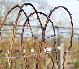 Summer-fruiting raspberries are pruned differently from autumn-fruiting varieties. New canes that grew this year won’t have fruited, but will do so next year. So, leave them unpruned for now, tie them in securely, and loop them over if they are taller than your topmost horizontal wire.