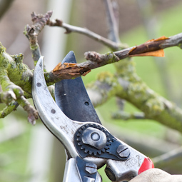 This new side shoot shows early signs of canker and should be pruned out before it spreads further into the heart of the tree.