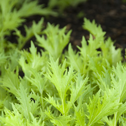	Pick mizuna and other Oriental leaves for winter salads or stir-fries.