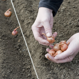 Each individual shallot set that you plant should produce up to ten separate bulbs around mid- to late summer.