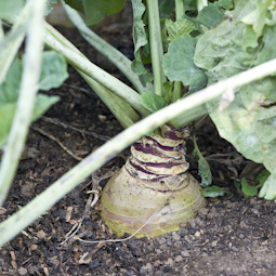 	Lift the last of your swedes now. They won’t really last any longer. 