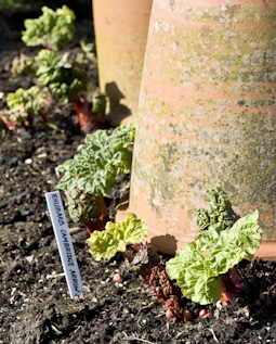 Beautiful terracotta forcing pots like these may be beyond the budget of most of us, but upturned plastic tubs or containers will do the job just as well.