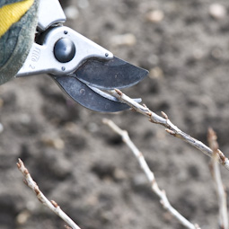 Prune long gooseberry stems by removing about half of last summer’s new growth. Cut back to a healthy bud.