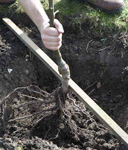 Use a length of wood or a cane laid across the planting hole to check that fruit trees are at the right depth. The graft or “union” joint should be above soil level.
