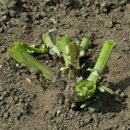 Leave the roots of broad bean plants in the ground, as they are rich in nitrogen.