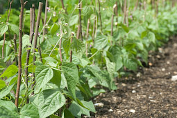 Even dwarf or bush French beans can do with some support from sticks as the pods develop.