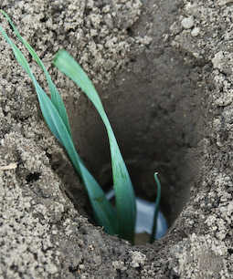 Drop each leek seedling into a hole made with a dibber, then fill with water. The soil will fall back around the stem of the leek as it grows.