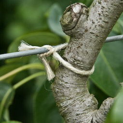 Branches of heavily laden fruit trees become increasingly weighed down as the fruit develops, and may need tying into supports.