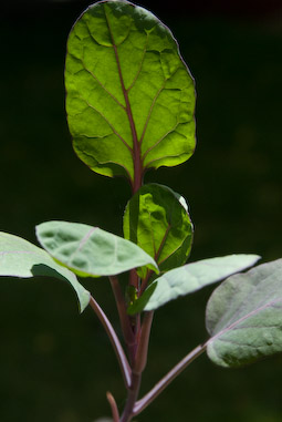Plant out Brussels sprouts seedlings that you’ve raised in pots.