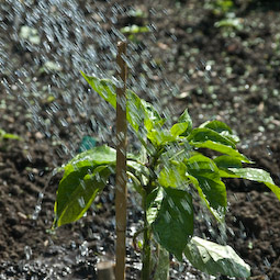 If the weather is dry, give growing plants a thorough watering at least every couple of days.