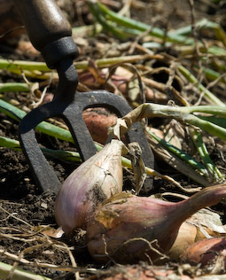 Dry out or “ripen” shallots thoroughly if you want to store them.