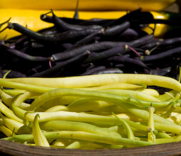 Dark ‘Purple Queen’ and yellow ‘Rocquencourt’ dwarf French beans.