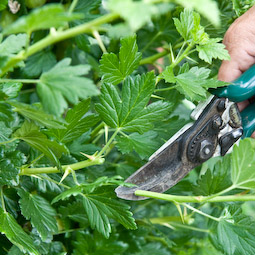 Cut back new growth this month to encourage the development of buds that will fruit next year.