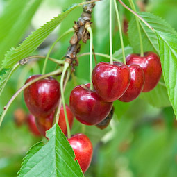 Pick ripe cherries by cutting them off with scissors or secateurs, with their stalks attached. Leaving the stalks behind can cause disease.