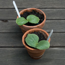 Turk’s Turban squash seedlings being hardened off outdoors before transplanting.