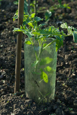 Protect tomato seedlings from slugs and snails with cloches made from cut-down plastic drinks bottles.