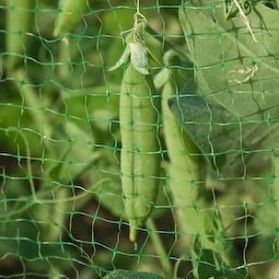 Pigeons adore pea tops and are likely to strip the foliage and pods from young plants unless you net them.