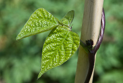 Beans will usually climb up bamboo canes without any encouragement. If they’re slow to get started, gently twist each plant around its cane and tie in loosely with string.