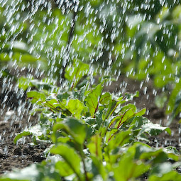 Frequent watering encourages strong, healthy growth and an ability to withstand disease.