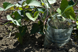 Sweet potatoes need a lot of moisture; cut-off plastic bottles ensure all the water goes straight down to the tubers. 