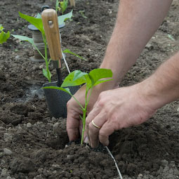 Transplant peppers to a sheltered site in full sun. Space plants about 50cm (20in) apart.