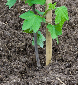 A thick layer of organic compost at the base of a redcurrant cordon.