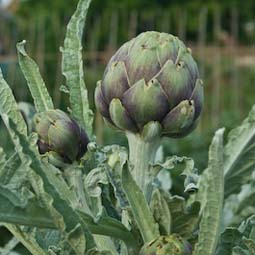 Pick artichokes before the leaves open out