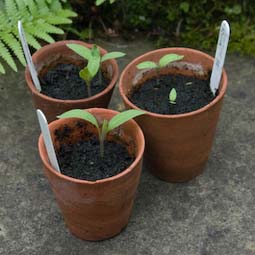 Harden off aubergine seedlings before planting out