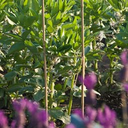Broad beans supported with canes and string