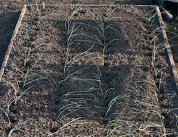A bed of leeks “dibbed in” to deep, narrow holes