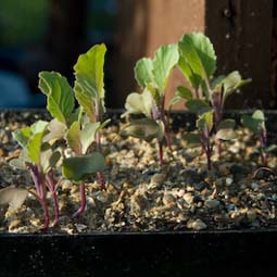 Cauliflower seedlings raised in a length of guttering 