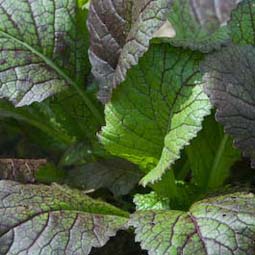 Eat ‘Red Giant’ Japanese mustard greens in salads or stir-fries
