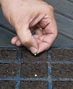 Sowing sweet pepper seeds in a cell tray 