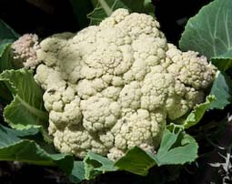 A late spring cauliflower ready for picking after successfully surviving the winter 