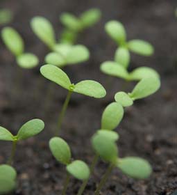 Oriental chop suey greens sown as a cut-and-come-again salad crop