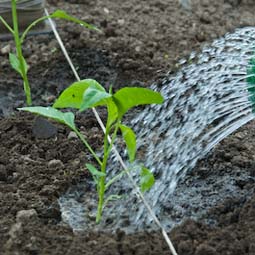 Watering newly planted sweet peppers