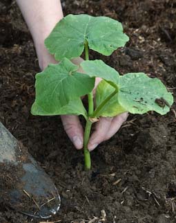 Plant out pumpkin seedlings in richly manured soil