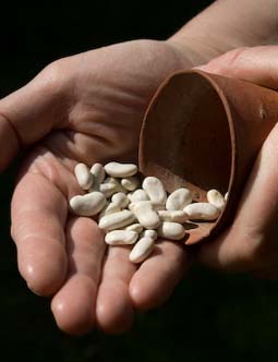 Sow beans direct outdoors only when the weather has warmed up 