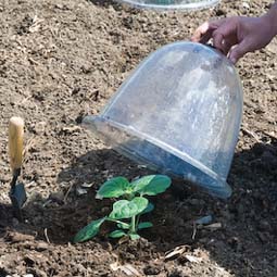 A plastic bell cloche will protect this cape gooseberry from night frosts