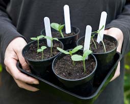 A tray of cucumber seedlings ready for planting out