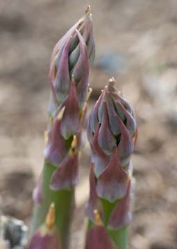 Make the most the short asparagus season: it will be over by the end of May