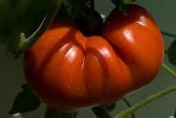 ‘Country Taste’ is a modern hybrid that bears huge fruits over a long period.