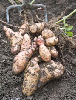 Old-fashioned, knobbly ‘Pink Fir Apples’ are regarded by many as one of the best-tasting of all potatoes. 